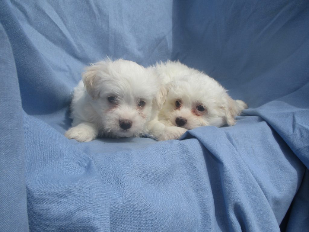 Maltese/Havachon Puppies For Sale by Breeder in Washington DC | Windsor ...