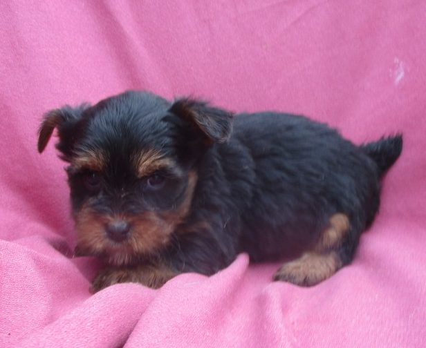 ACA Registered Purebred Yorkie Terrier Puppies For Sale - New Windsor ...