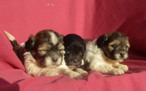 Shih Chon Puppies For Sale Near New Windsor & Baltimore MD | Windsor ...