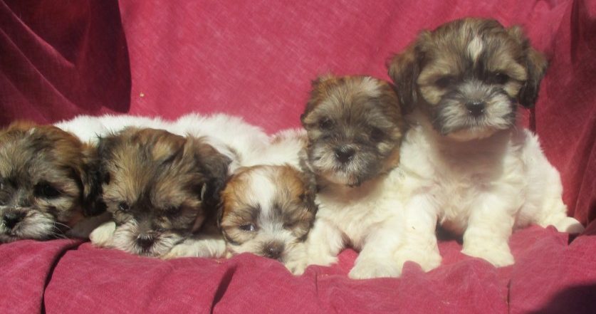 Shih Chon Puppies For Sale Near New Windsor & Baltimore MD | Windsor ...