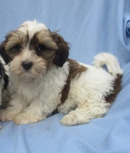 Shih Chon Puppies For Sale Near New Windsor & Baltimore MD | Windsor ...