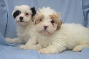 Shih Chon Puppies For Sale Near New Windsor & Baltimore MD | Windsor ...