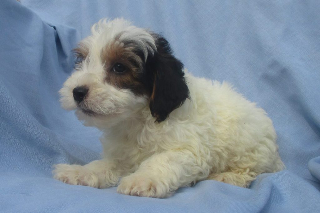 Party Colored Yorkie Poo - Windsor Oak Farm