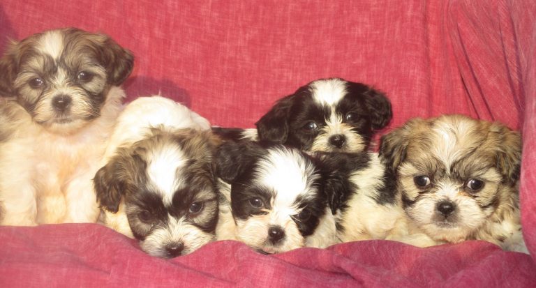 Shih Chon Puppies For Sale Near New Windsor & Baltimore MD | Windsor ...