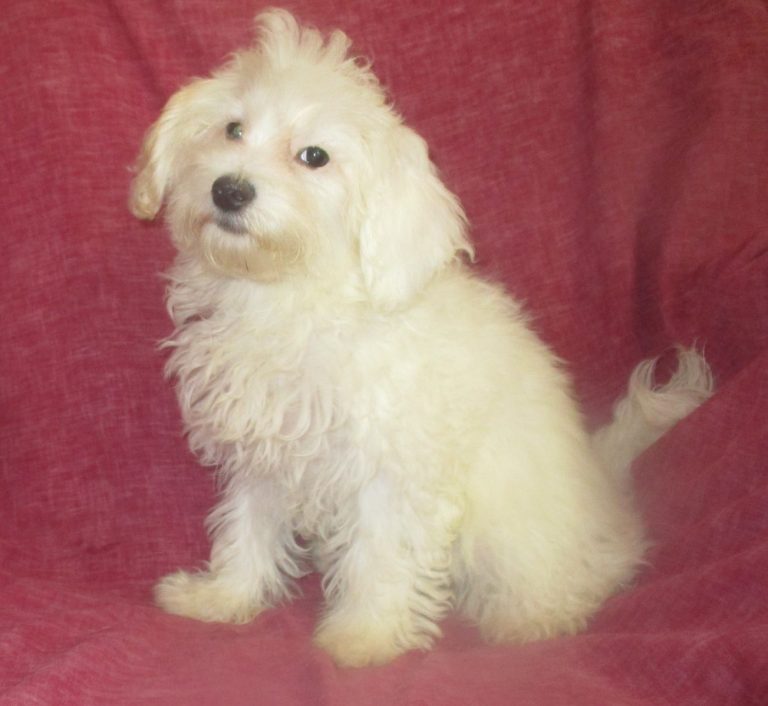 MALTESE / POO | Windsor Oak Farm