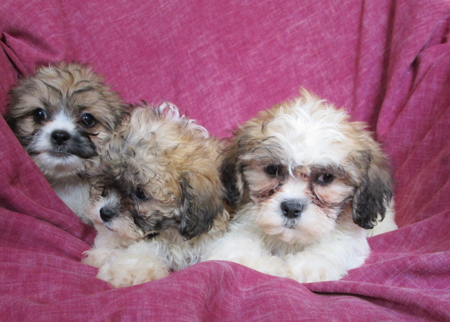 Shih Chon Puppies For Sale Near New Windsor & Baltimore MD | Windsor ...