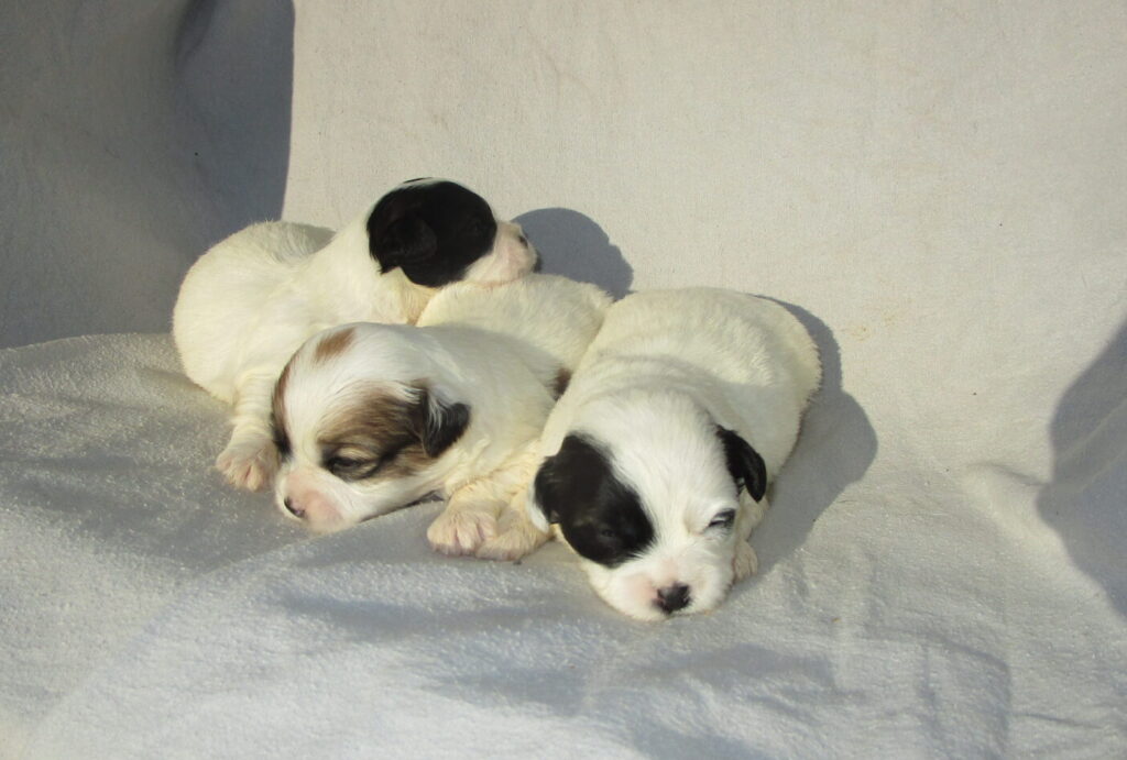 Shih Chon Puppies For Sale Near New Windsor & Baltimore MD | Windsor ...