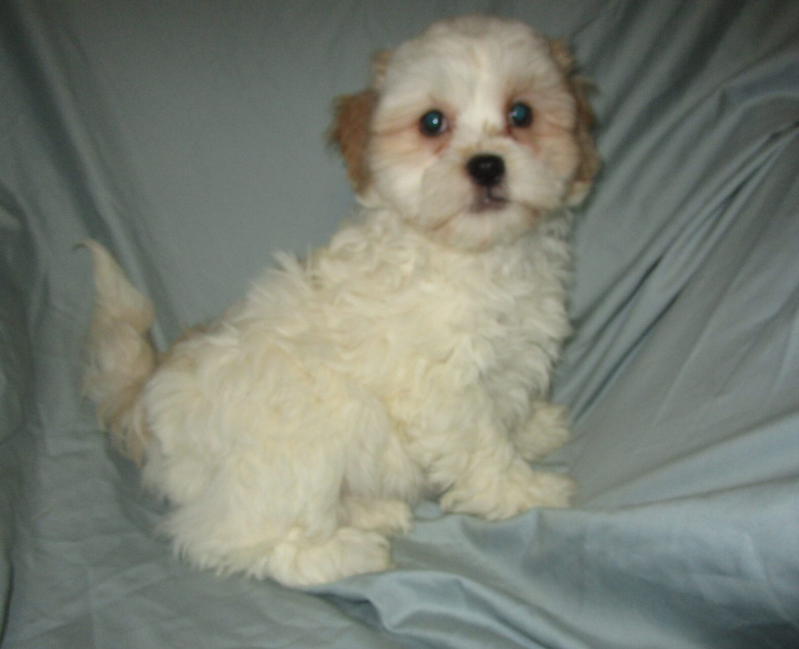 Shih Poo Puppies For Sale In New Windsor & Baltimore Md 