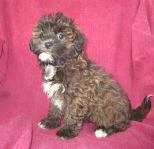 Shih Poo Puppies for Sale in New Windsor & Baltimore MD | Windsor Oak Farm