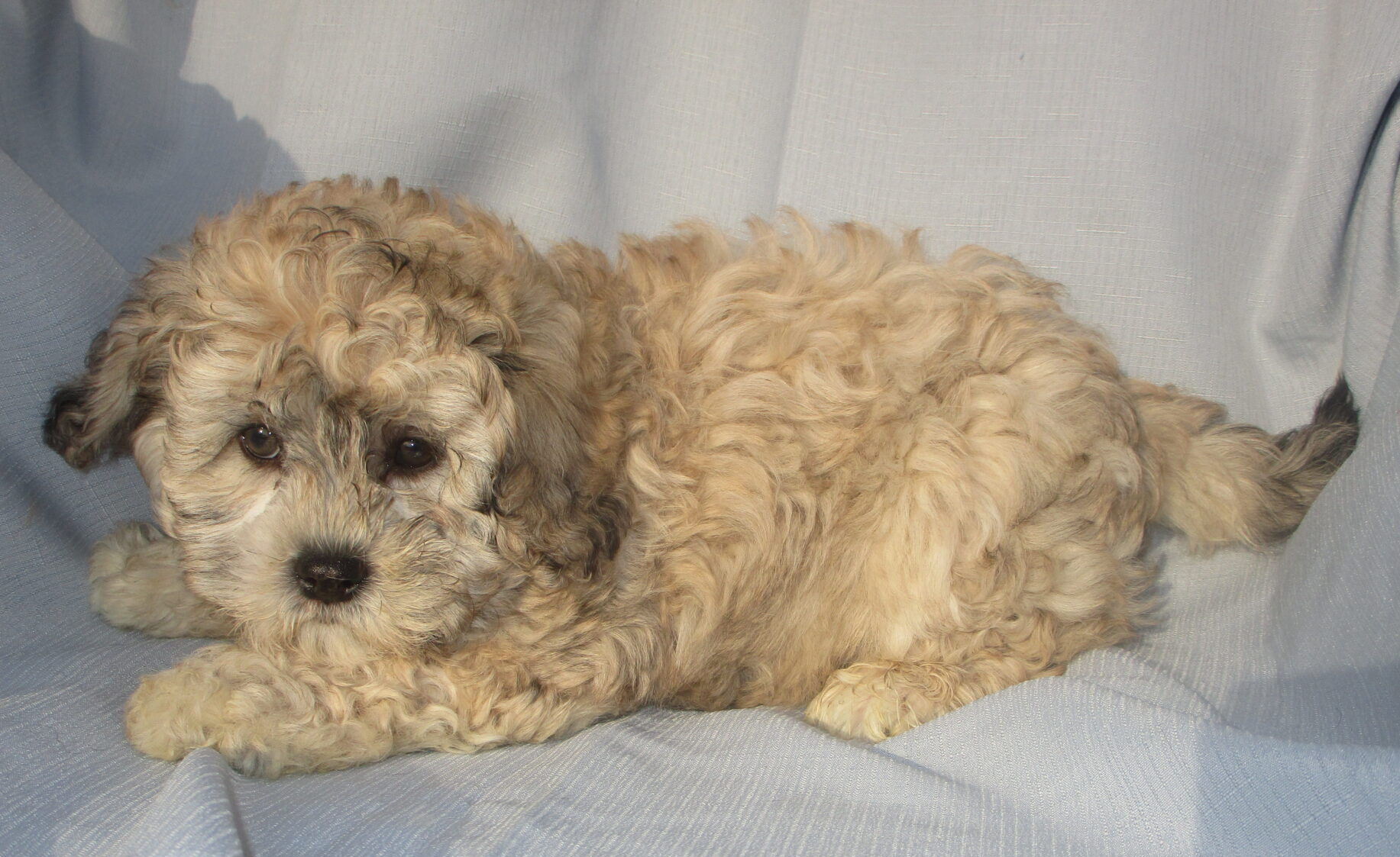 Shih Poo Puppies for Sale in New Windsor & Baltimore MD | Windsor Oak Farm