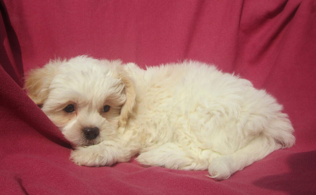 Shih Chon Puppies For Sale Near New Windsor & Baltimore MD | Windsor ...