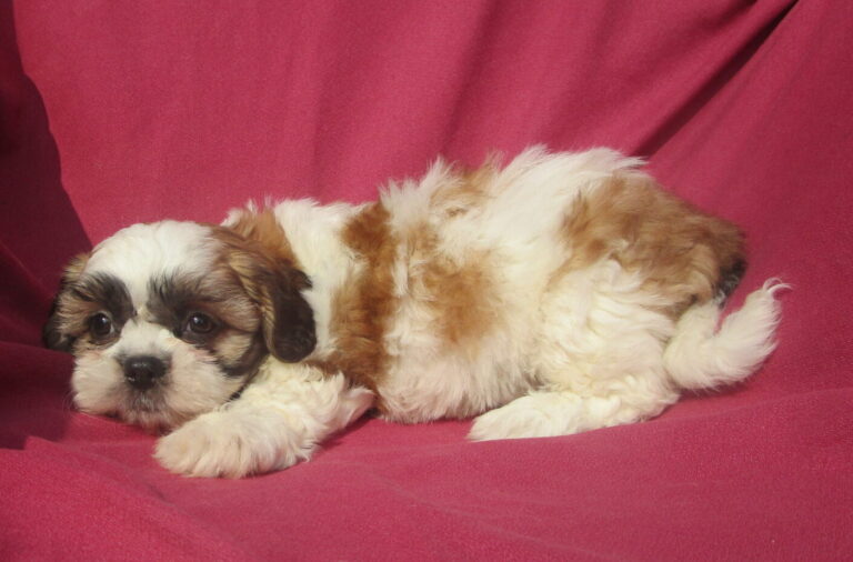 Shih Chon Puppies For Sale Near New Windsor & Baltimore MD | Windsor ...