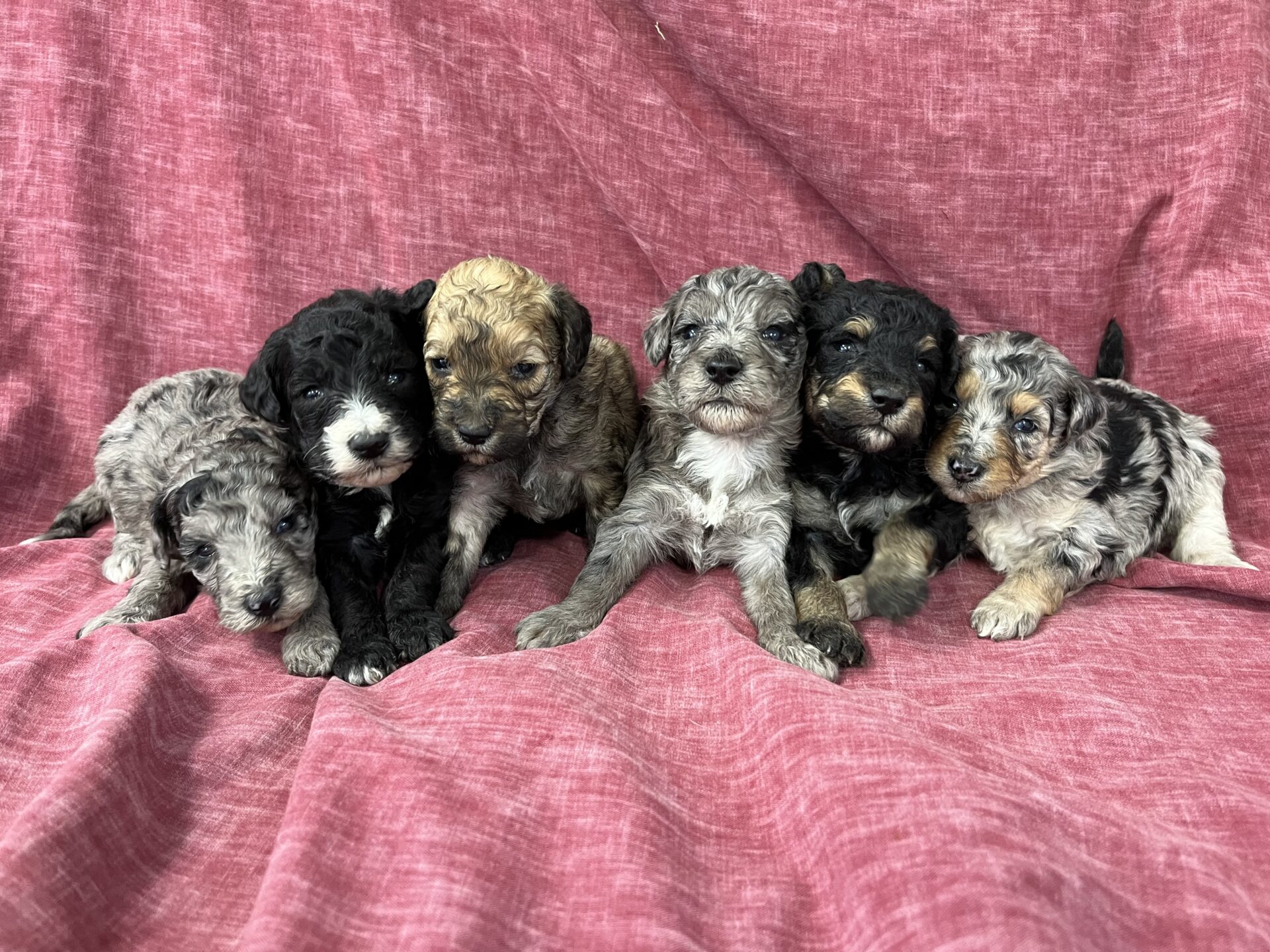 Merle goldendoodle outlet puppies