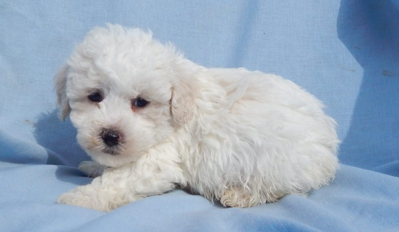 Bichon poodle mix store puppies for sale