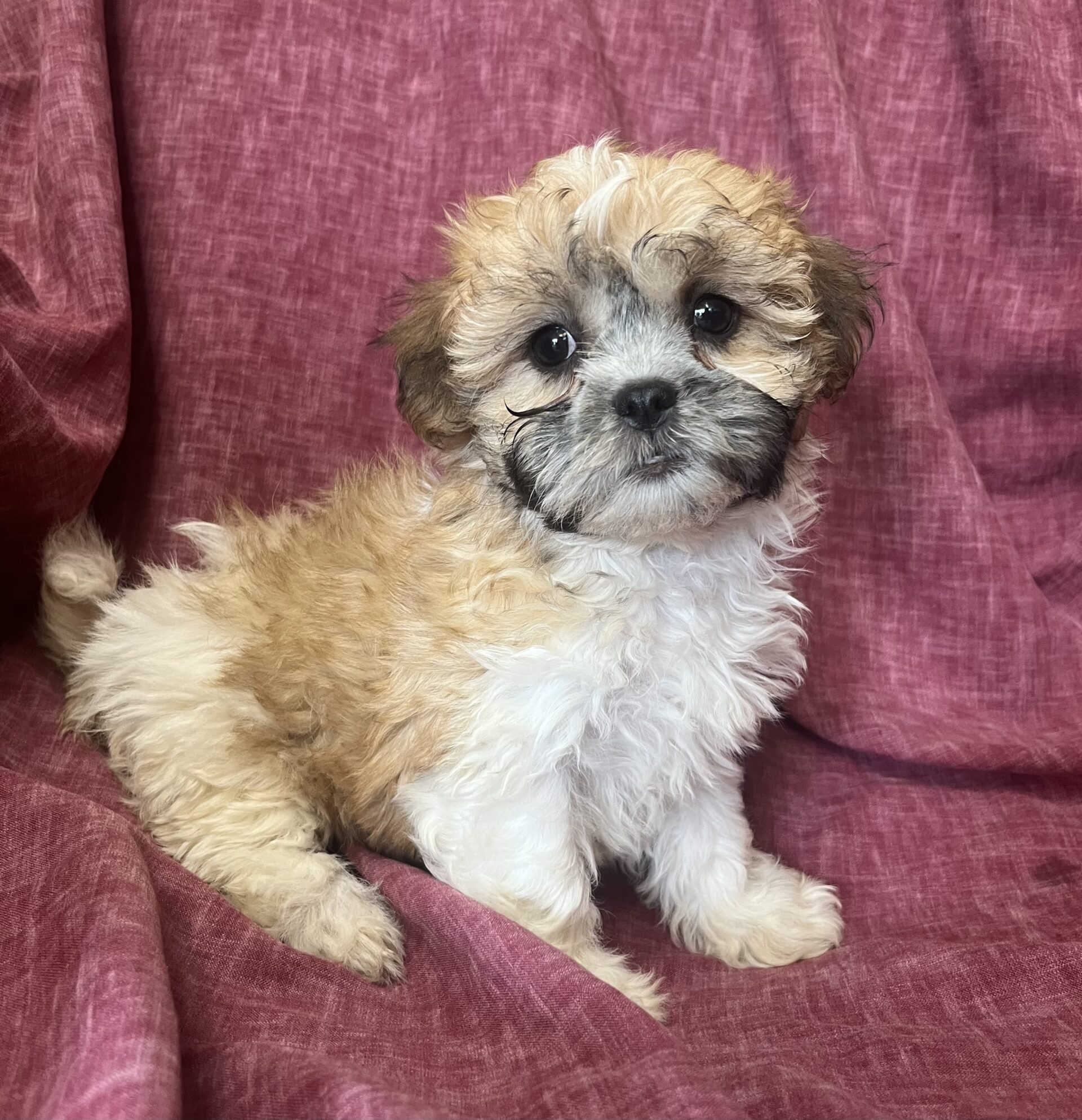 Shih Chon Puppies For Sale Near New Windsor & Baltimore MD | Windsor ...